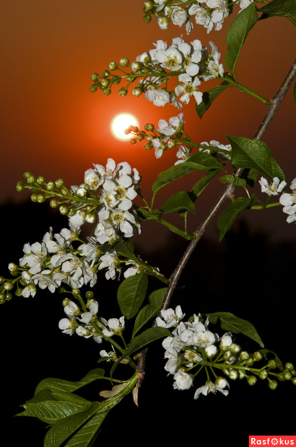 Майская ночь