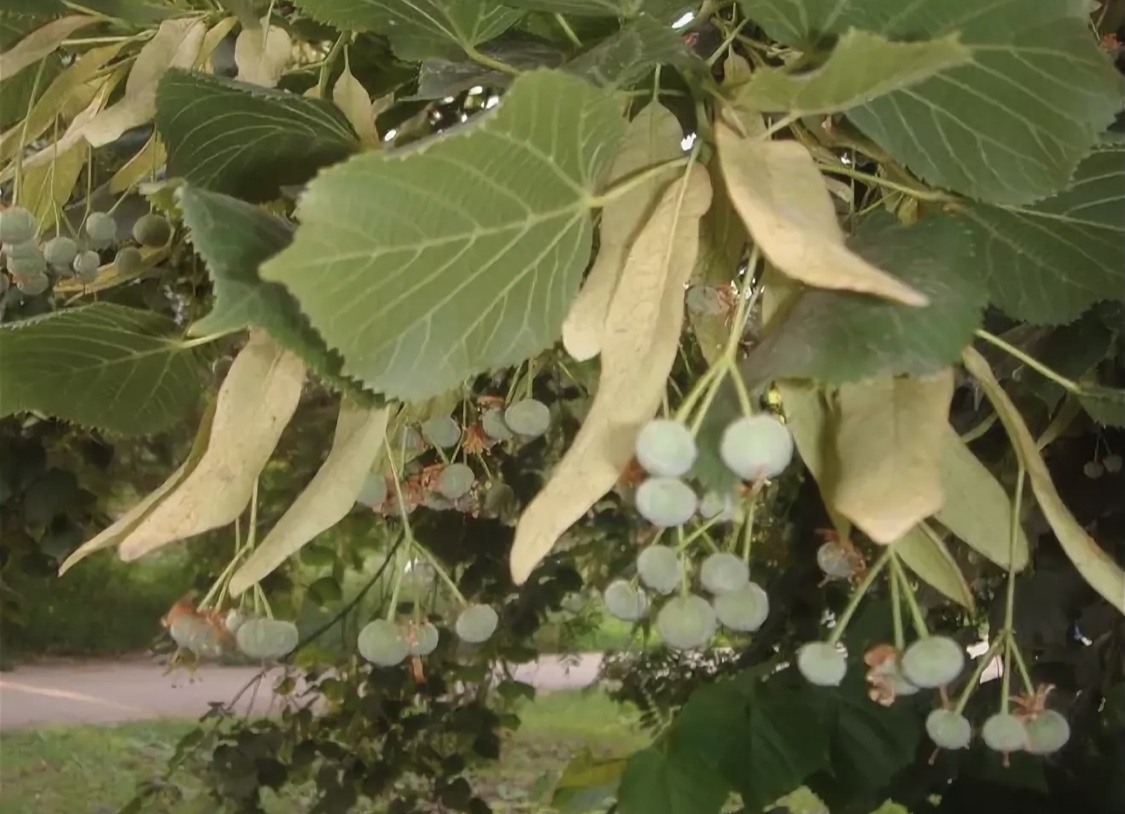 Infusión de tila o té de tilo Plantas medicinales, Sembrar plantas, Plantas