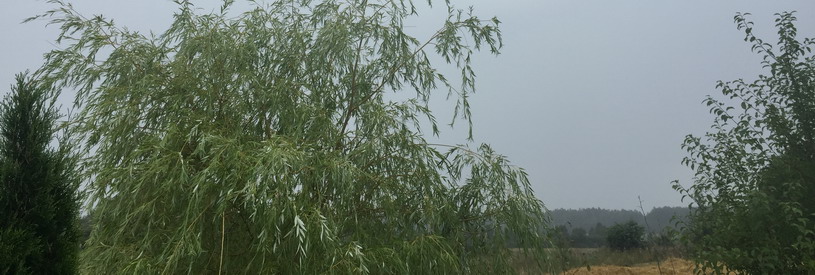 Художник в четверг