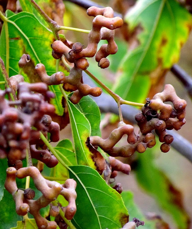 Конфетное дерево