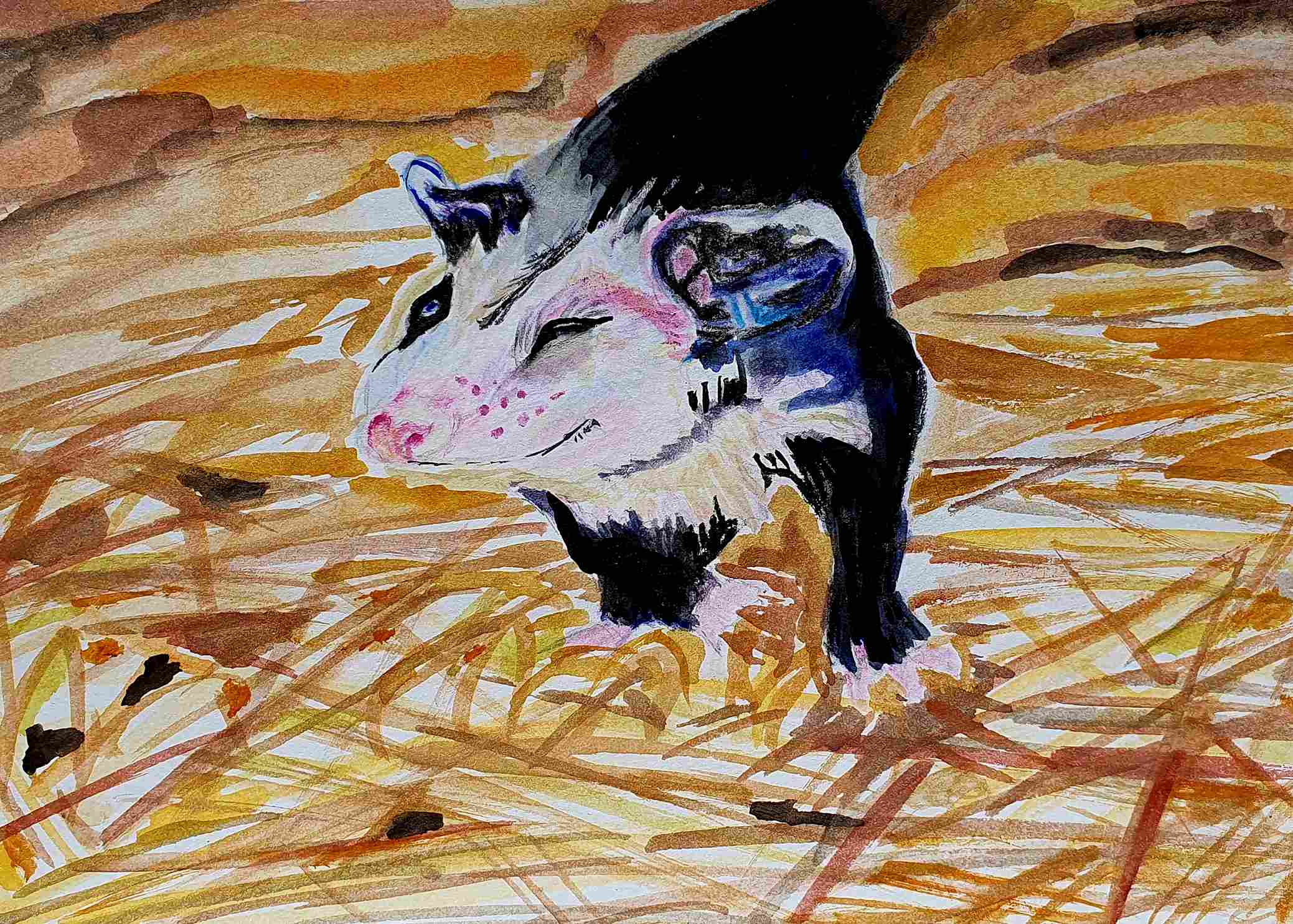 Опоссум северный