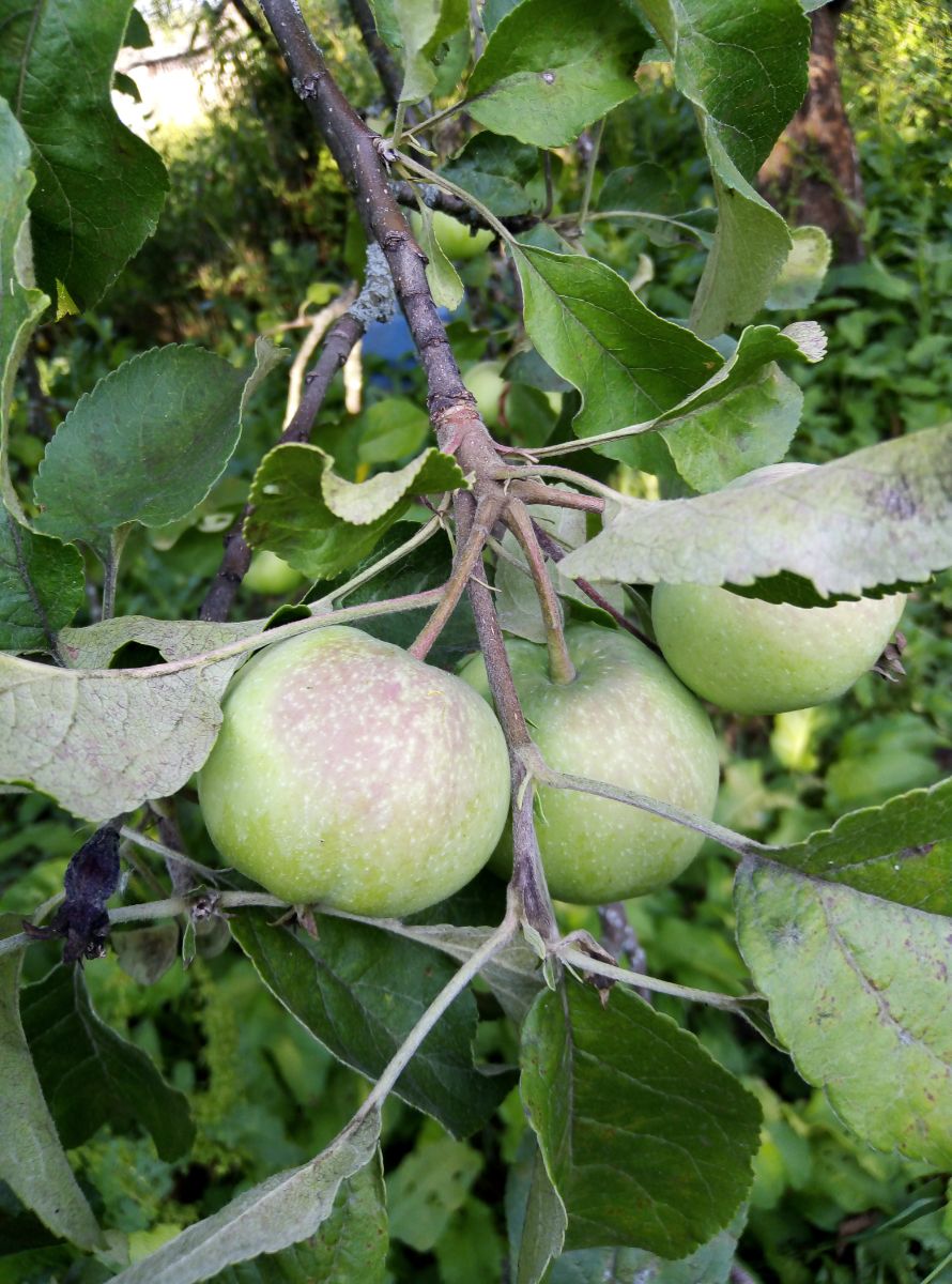 Раскланяется лето