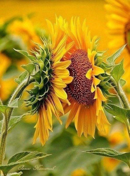 Подсолнушки