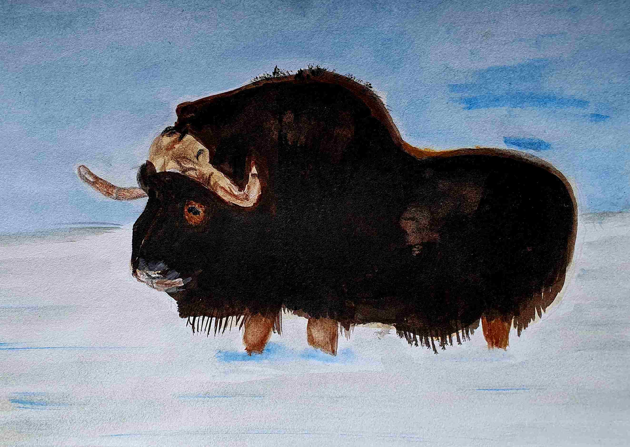 Овцебык мускусный