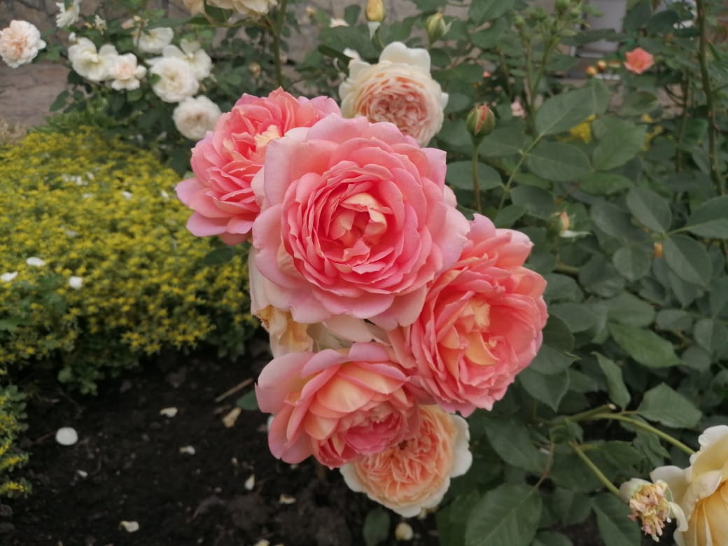 Звезда желания