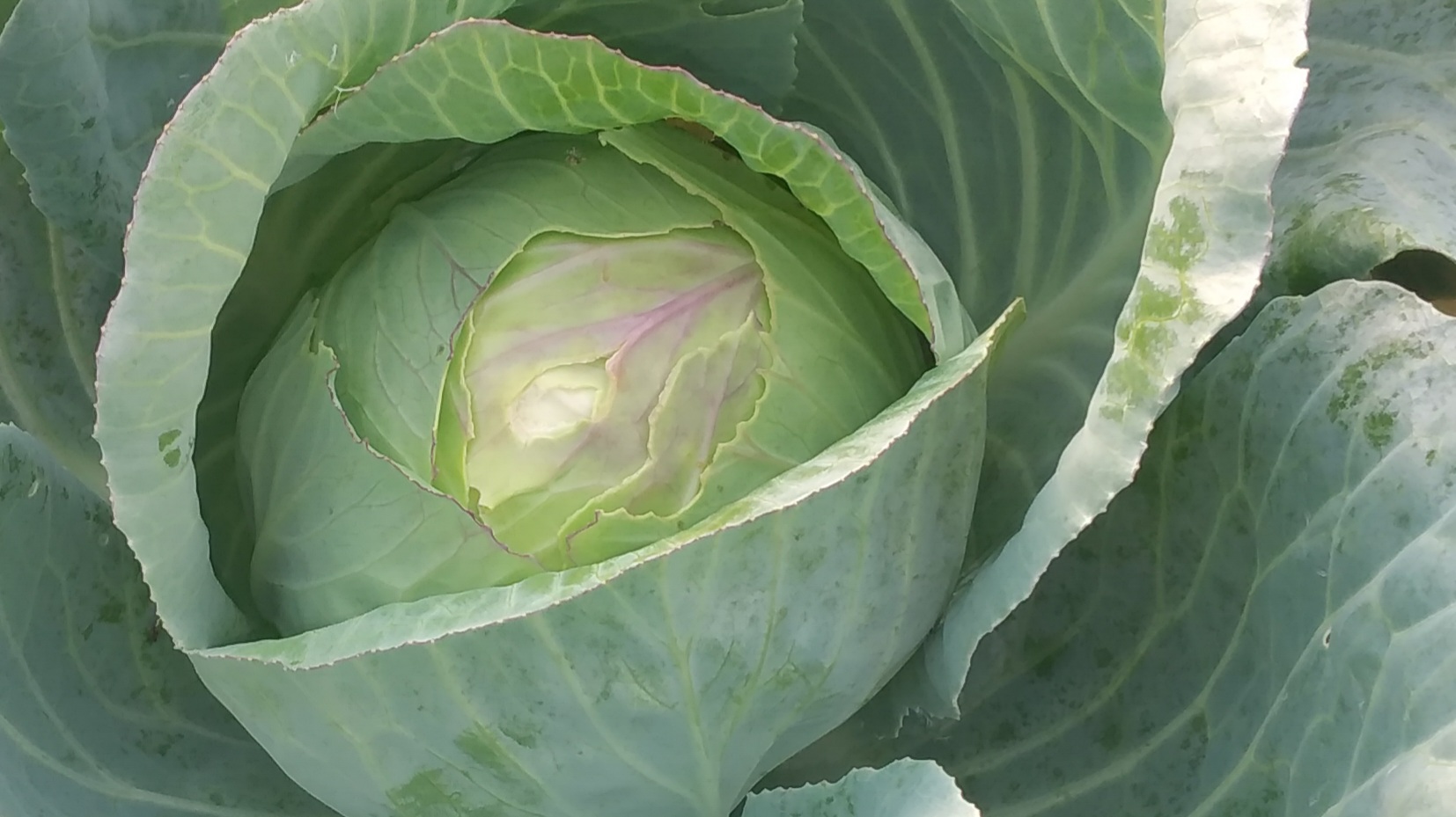 Белокочанная капуста