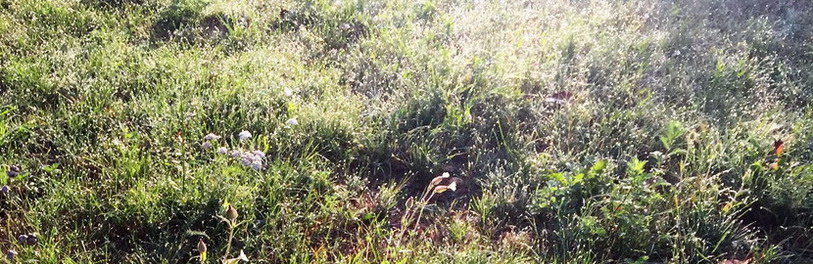 Августовское