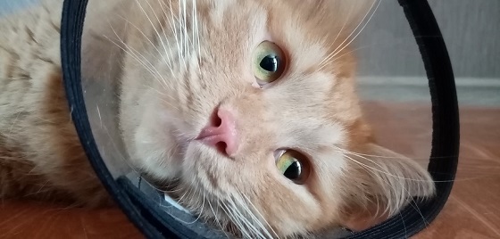 Песня кастрированного Шкета