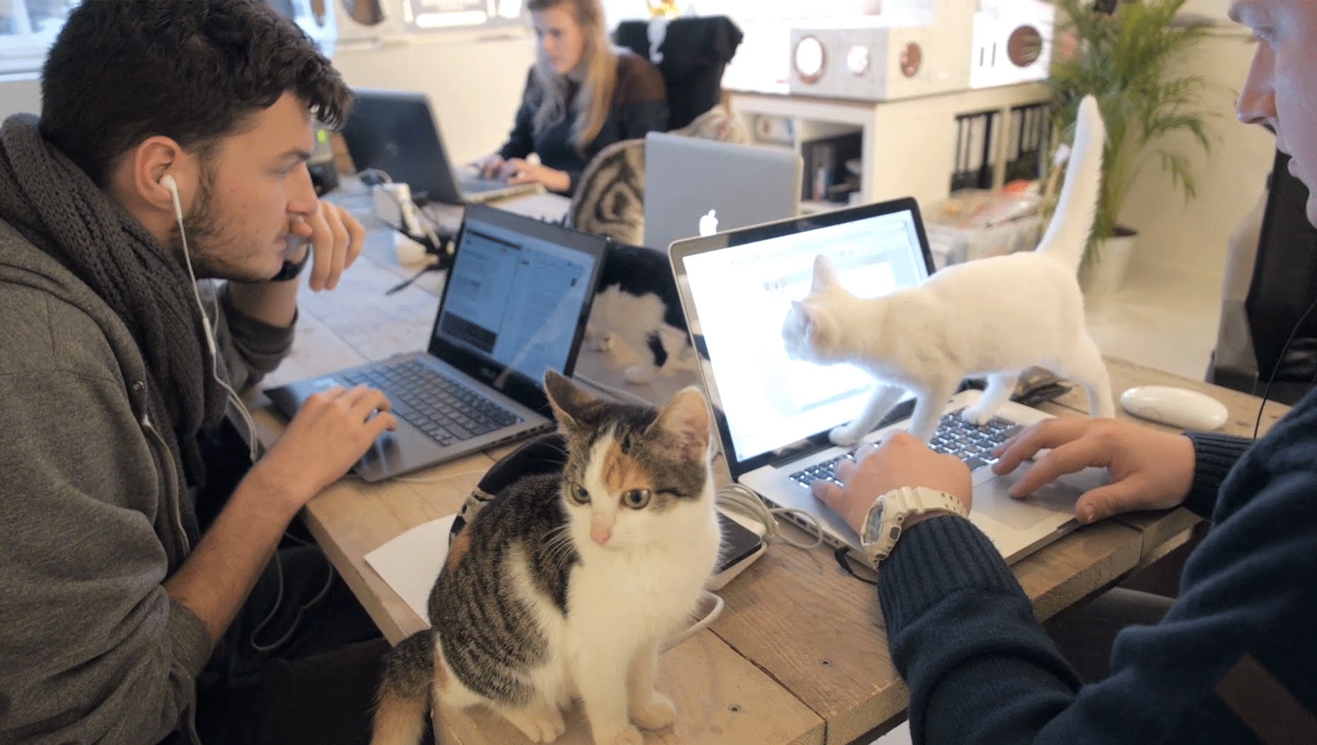 3 кота работают. Кот в офисе. Котик за компьютером. Кот за работой. Офис с кошками в Японии.
