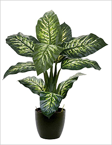 Ядовитая красота. Цикл Комнатные растения