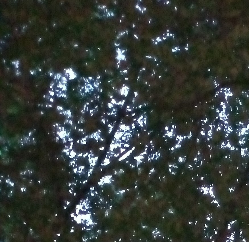 Смыканье крон