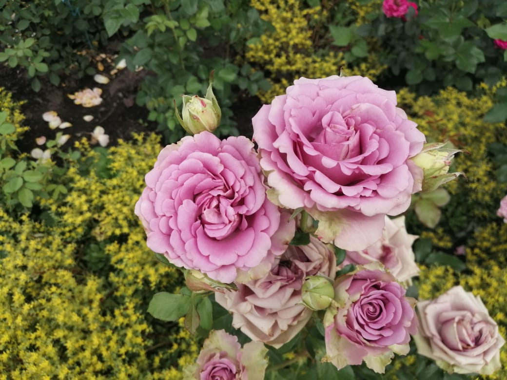 Август на ветке