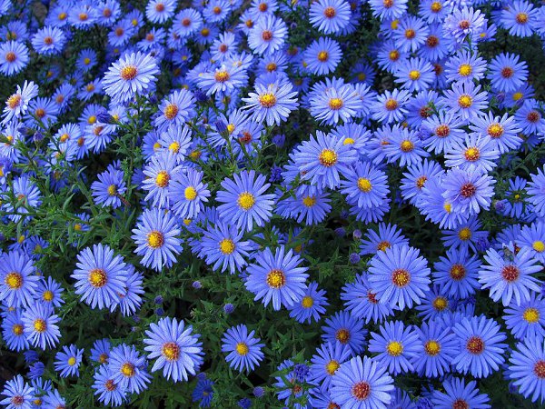 Сентябринки