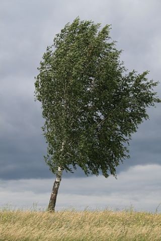 Только сам...