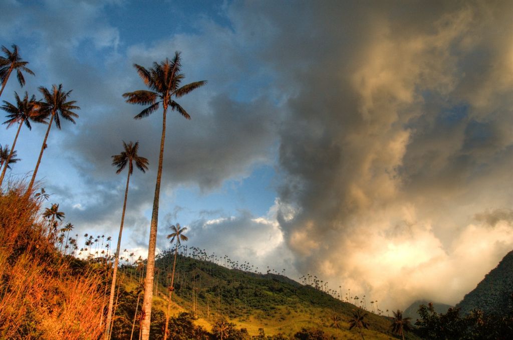 Киндиойская восковая пальма
