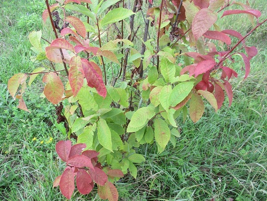 Осень к нам стучится...