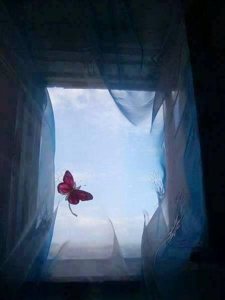 Бабочки заглядывают в окна