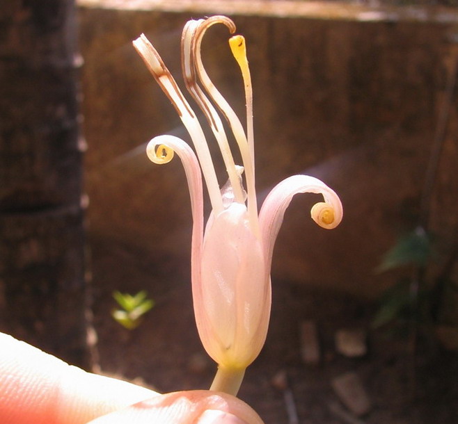 Цветок банана