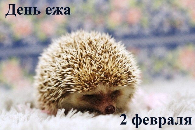 День Ежа