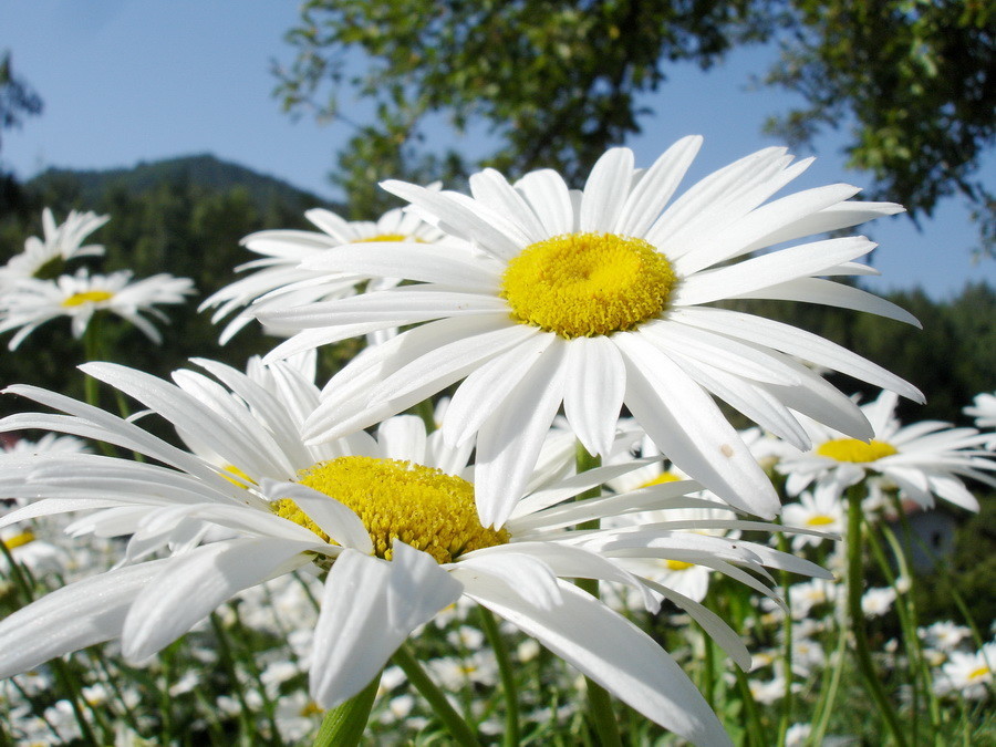 Ромашковые дали - молитвы Матерей!
