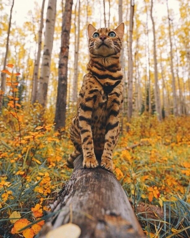 Нон Грата, ты, теперь!