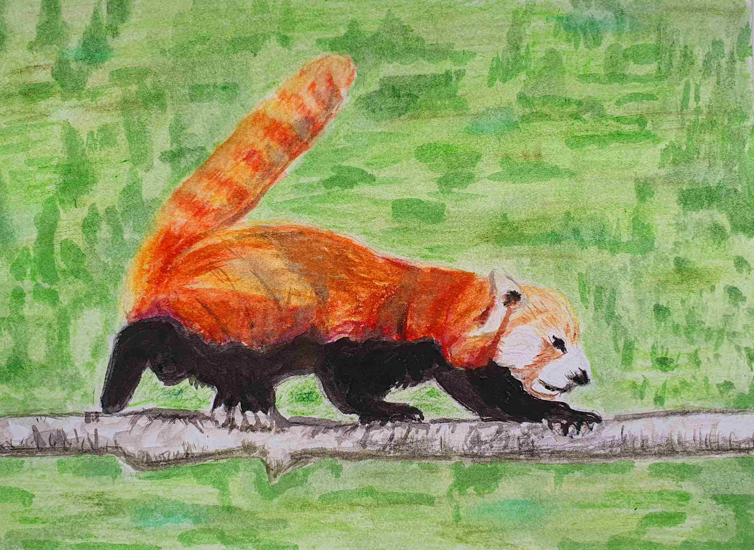 Панда малая