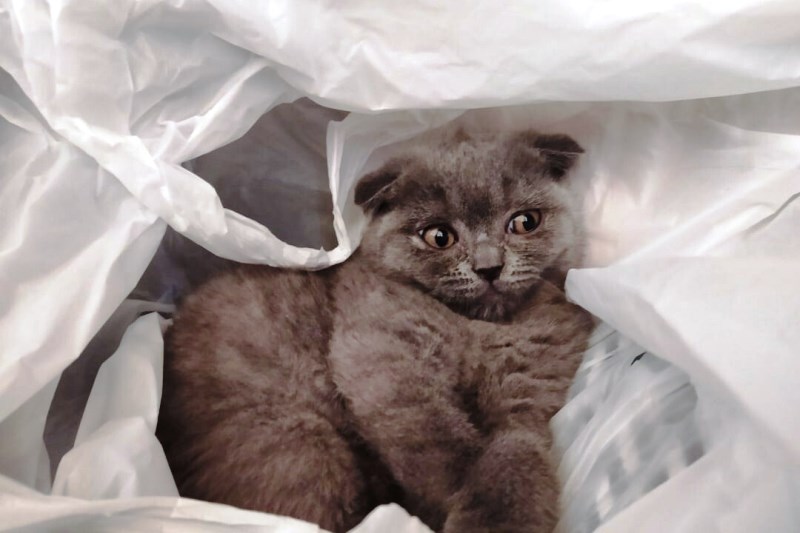 Страшный зверь. Стихотворение для детей