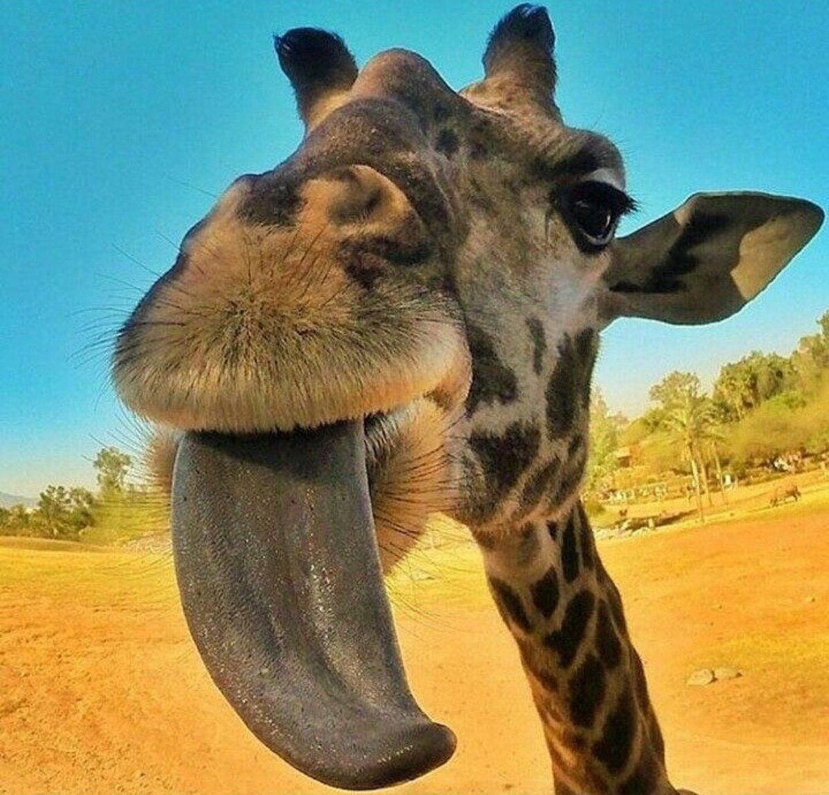 Длинный язык жирафа. Язык жирафа. Язык жирафа цвет. Жираф с вытянутым языком. Жираф длинный язык.