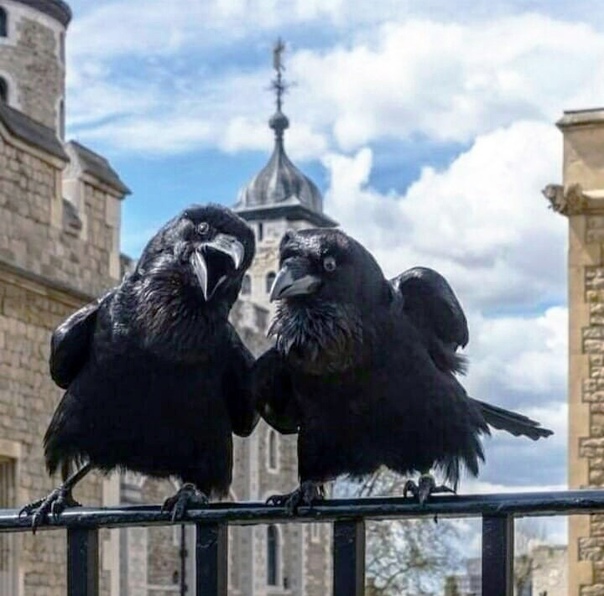 Две кумушки присели на балконе...