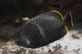 Бронированная рыба-бабочка