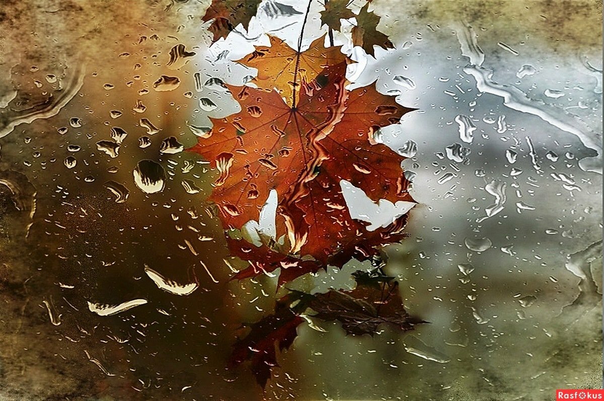 Осень листья дождь