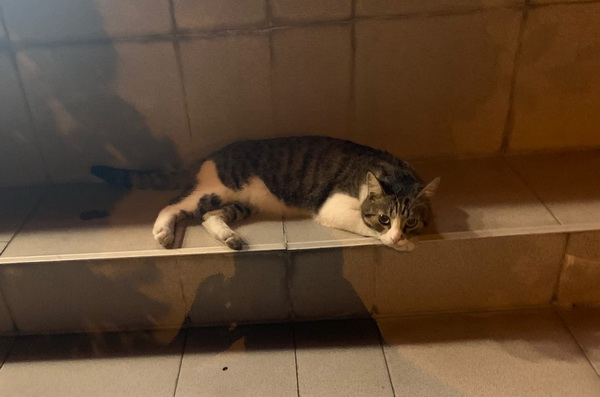 Кот Патриций