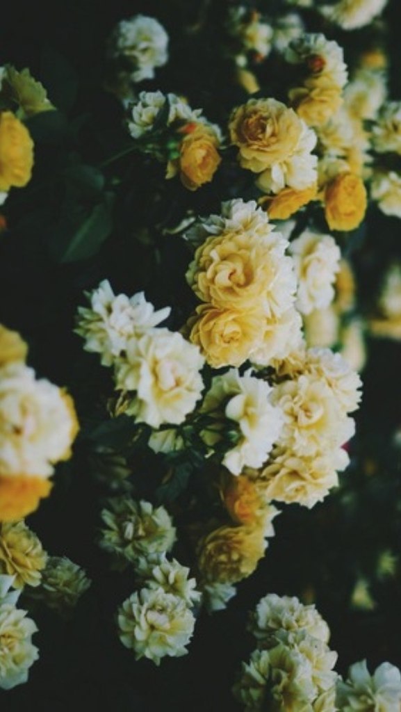 Диалог о любви