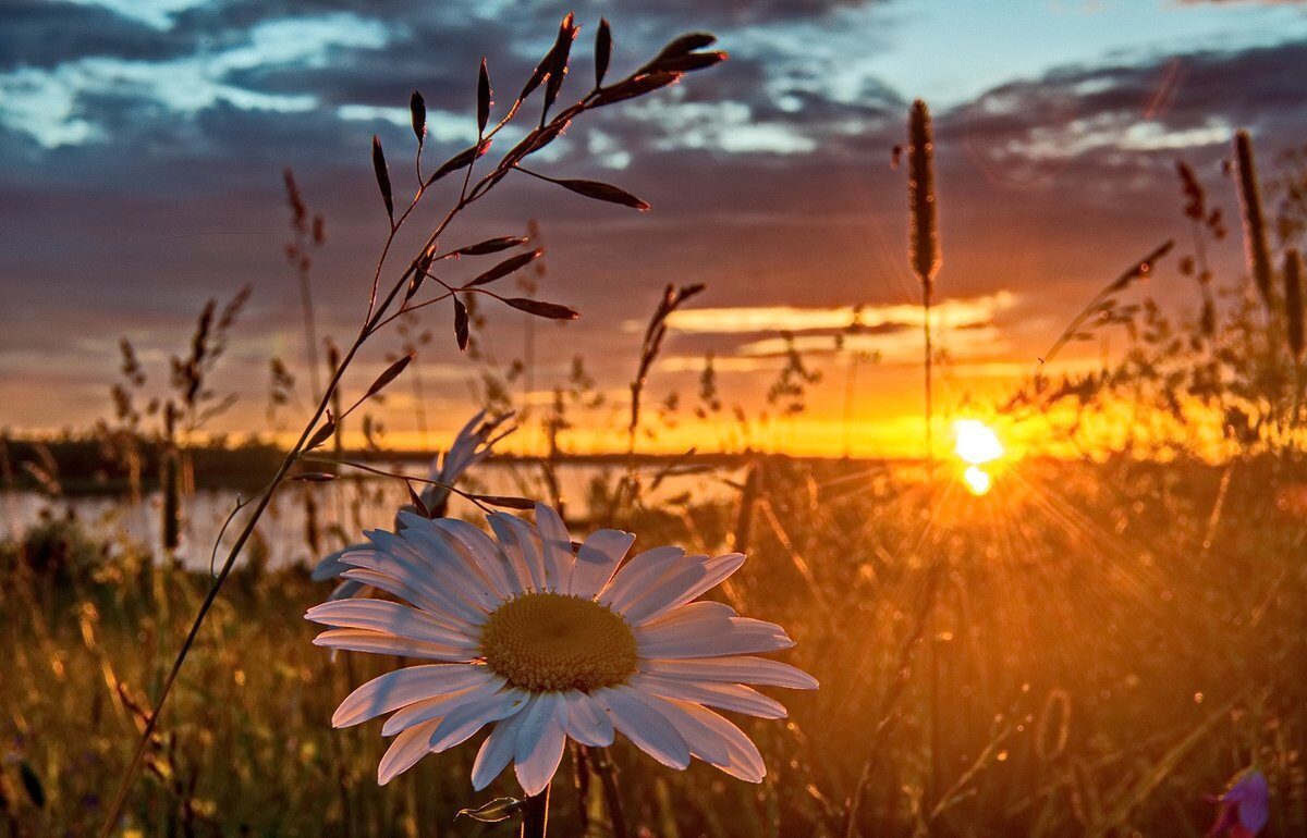 Я в этот мир с рожденья влюблена...