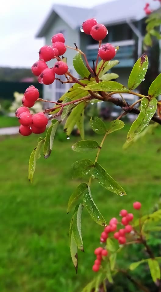 Лето растворяется