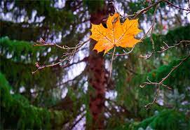 А я живу, не замечая