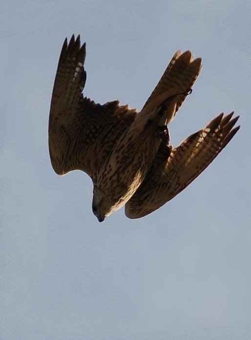 Птица, атакующая тень