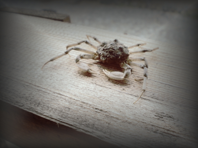 Святослав Вакарчук Не питай