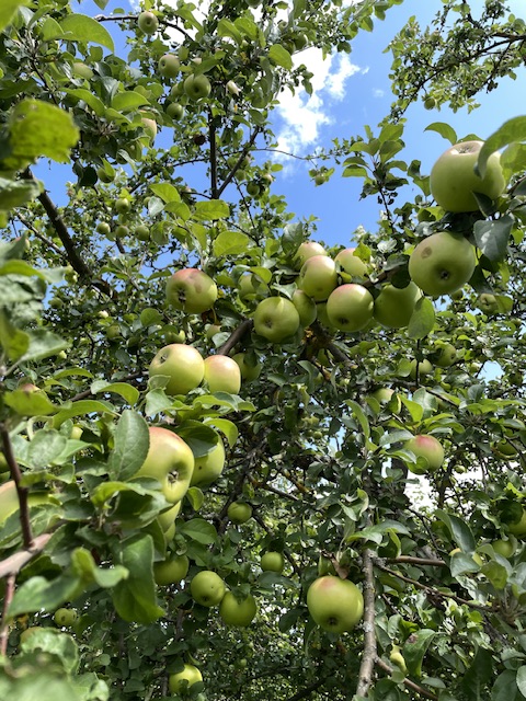 Серебристая Яблоня