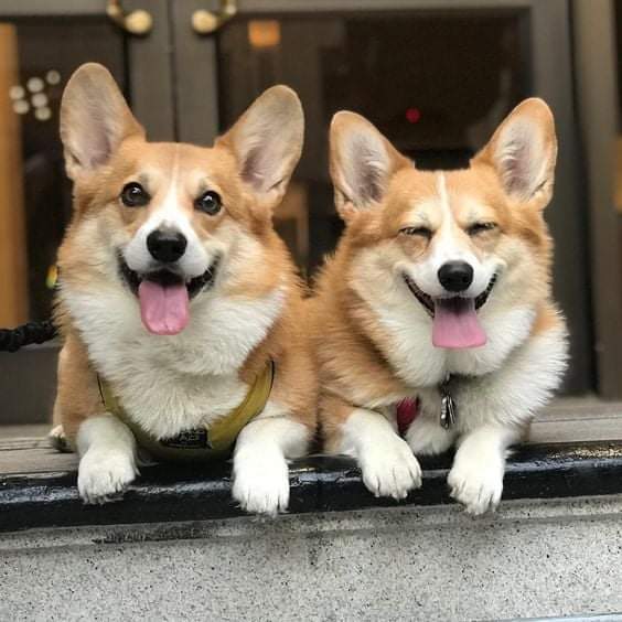 Корги песня