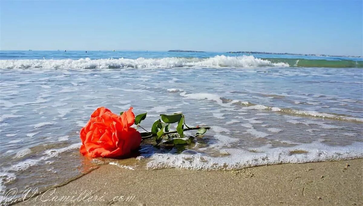 Роза в море
