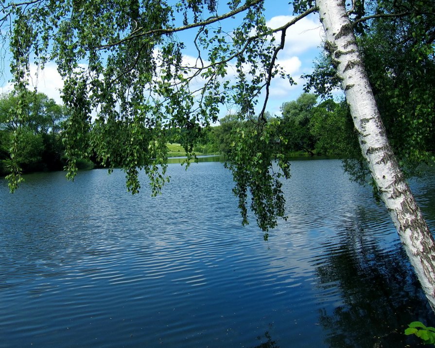 Красивые березы у реки