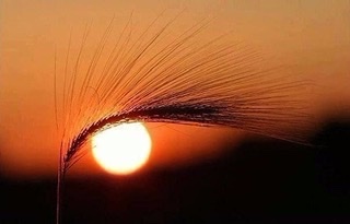 ночь в августе