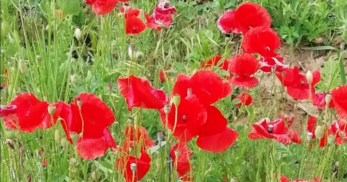 По безоблачному небу синему