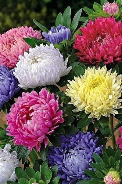 Роз цветущих аромат