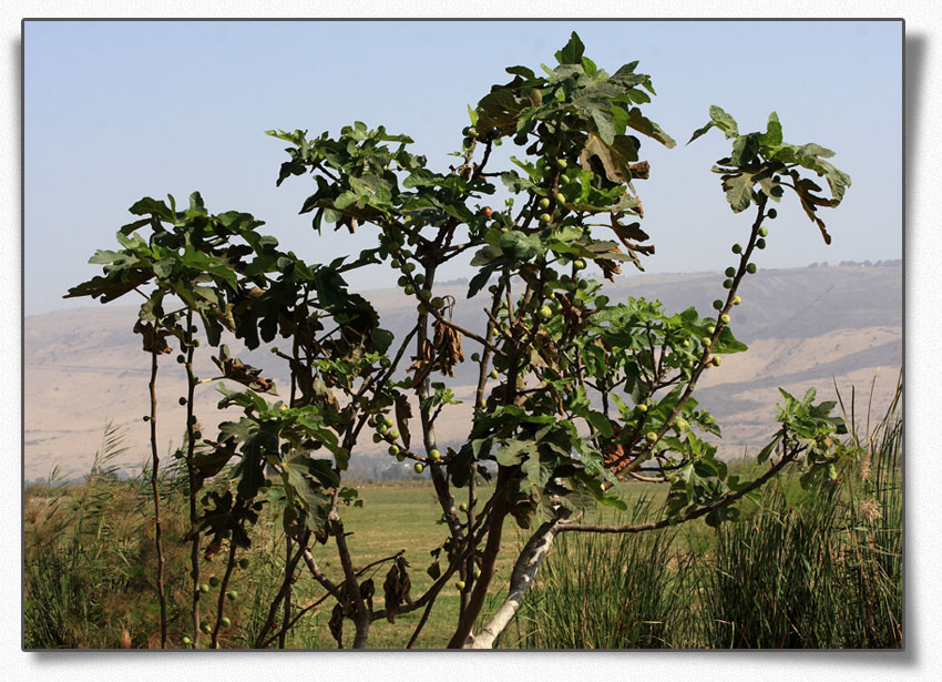 В этой жизни ни о чём я не жалею!