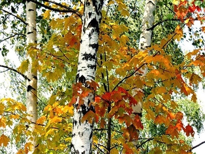 Стих о березе и клене. Береза и клен. Береза осень. Береза и клен. Березы и клены осенью.