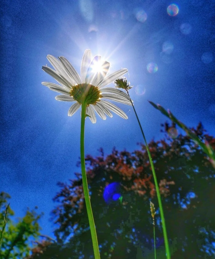 Ромашка. 26. 08. 2021г