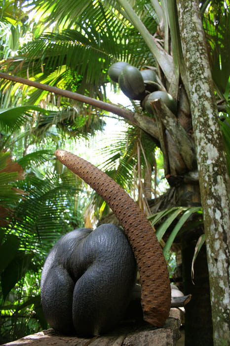 Кокосовая роща - сейшельская