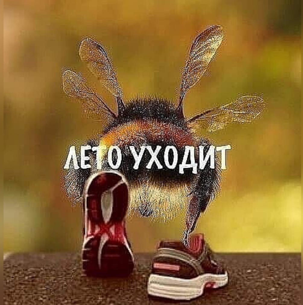 доброе утро последний день лета